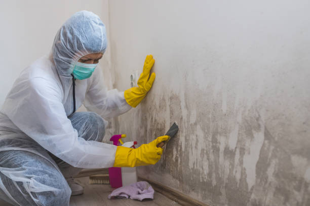 Best Basement Mold Removal  in El Rio, CA