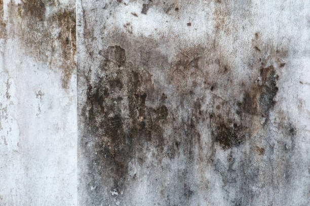 Best Mold Prevention Services  in El Rio, CA