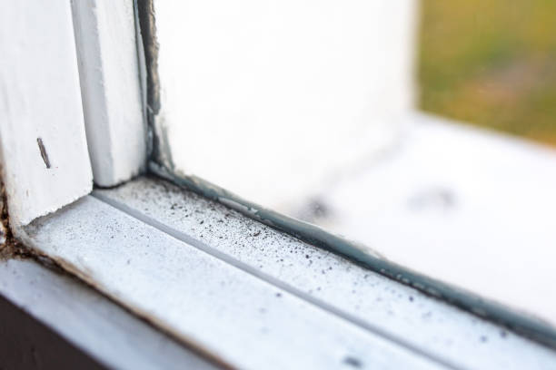 Best Water Damage & Mold Remediation  in El Rio, CA