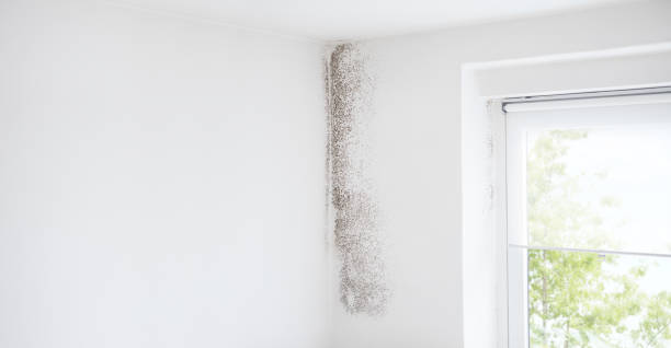 Best Mold Documentation for Insurance Claims  in El Rio, CA