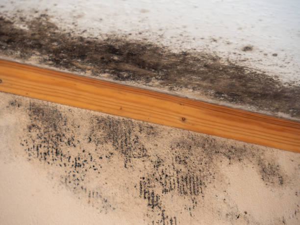 Best Residential Mold Inspection & Testing  in El Rio, CA