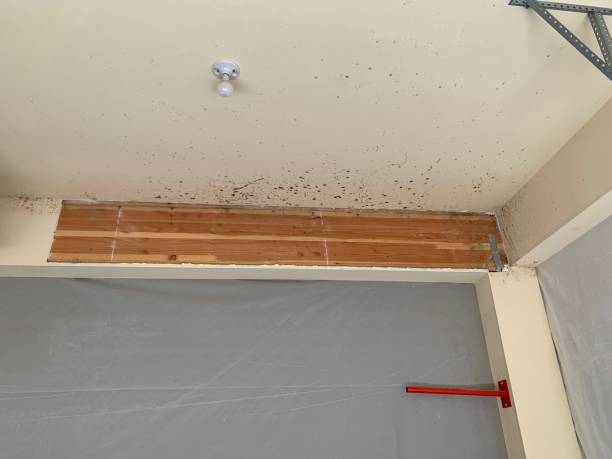 Best Post-Construction Mold Inspection  in El Rio, CA