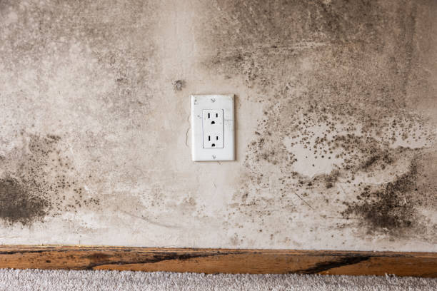 Best Attic Mold Removal  in El Rio, CA