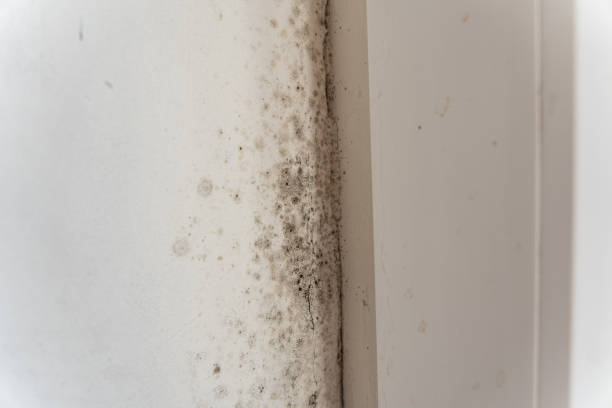 Best Environmental Consulting for Mold Prevention  in El Rio, CA