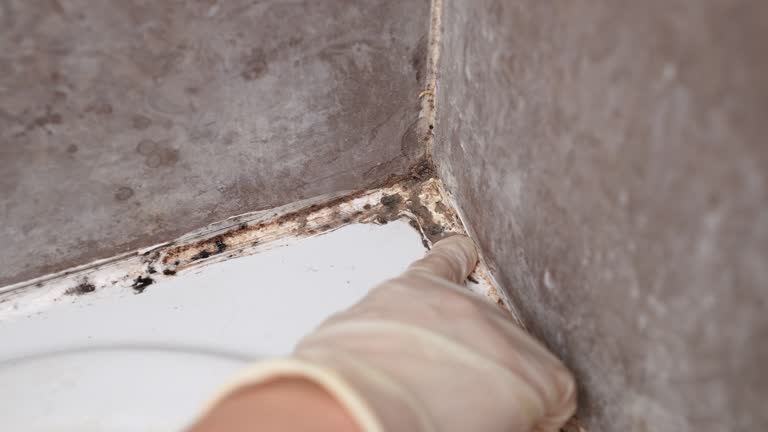Best Air Quality Testing for Mold Spores  in El Rio, CA