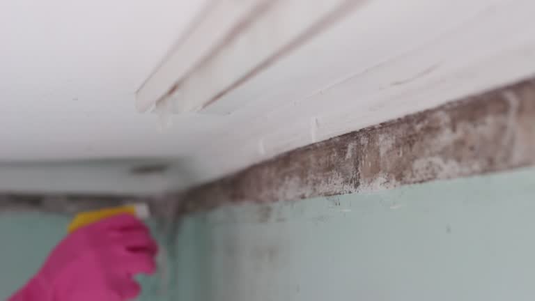 Best Mold Odor Removal Services  in El Rio, CA